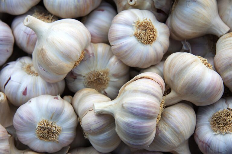 Boost Your Immunity with Garlic Today